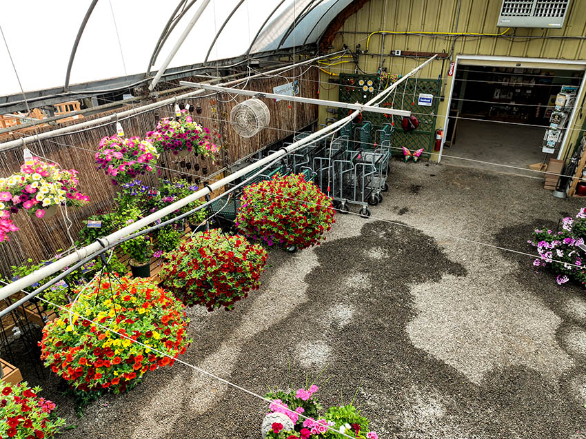 Massi's Greenhouse
